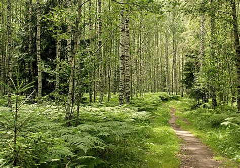 Summer Walk In The Woods Forest Woods Walk Photo Background And Picture