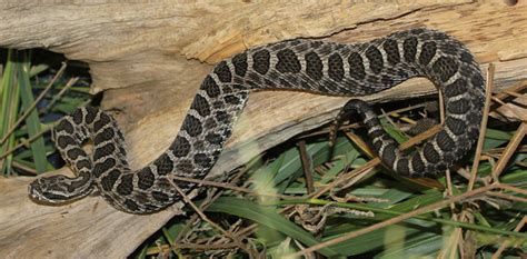 Rattlesnake Education and Awareness: Western Massasauga Rattlesnake