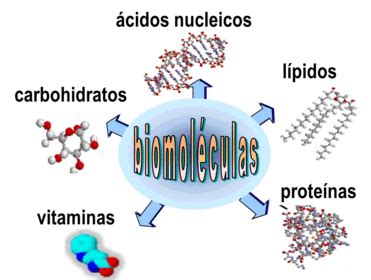 Funcion de la Biomoléculas, Carbohidratos, Lípidos, Proteínas, Enzimas ...