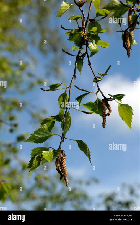 Silver Birch tree leaves Stock Photo - Alamy