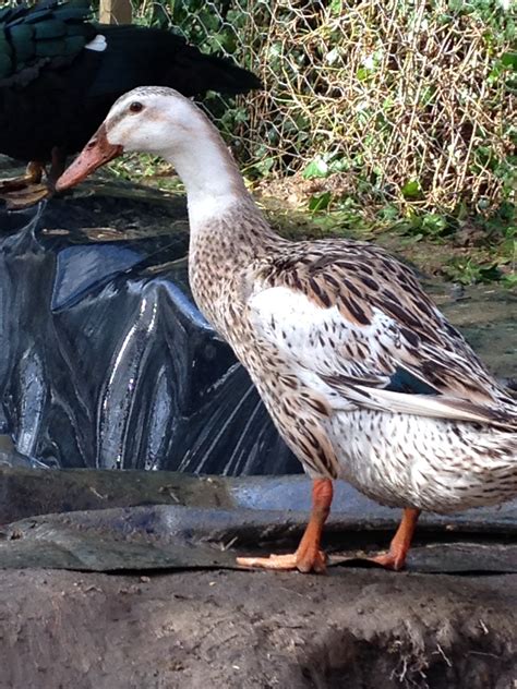 Indian Runners For Sale Ducks Breed Information Omlet