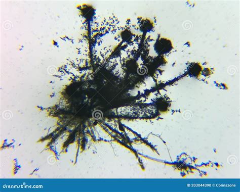 Aspergillus Flavus Mold Conidia Under The Microscope Royalty-Free Stock Image | CartoonDealer ...