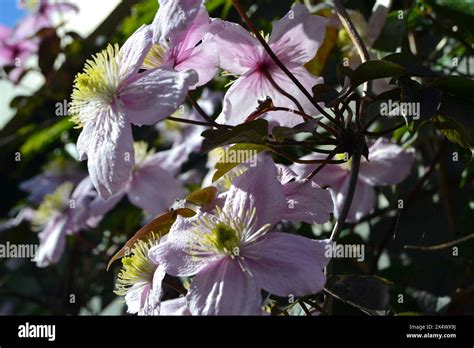 Pale Pink Clematis Flowers Hi Res Stock Photography And Images Alamy