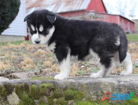 Urgente Vendo Filhote De Husky Siberiano F Mea Em Uberl Ndia