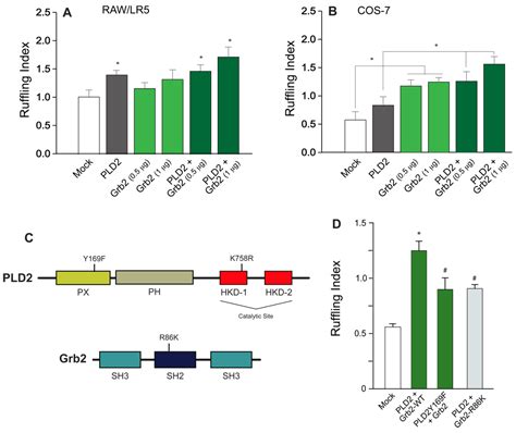 THE MECHANISM OF CELL MEMBRANE RUFFLING RELIES ON A PHOSPHOLIPASE D2