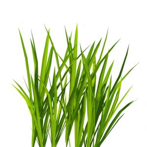 Durva Grass Png Transparent Download