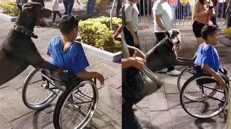 No tiene piernas y sus brazos estaban cansados su perro se paró en dos