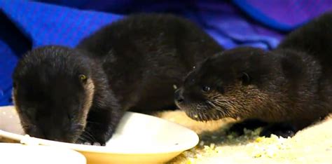 Here Are Two Rescued Baby Otters Eating Scrambled Eggs