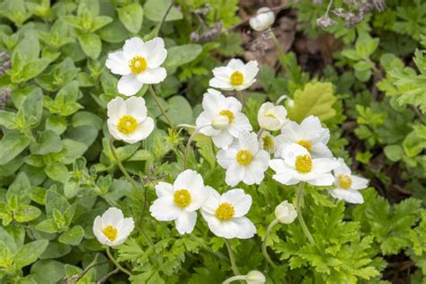 Anemoner Vår som Bakgrundsbild Fotografering för Bildbyråer Bild av