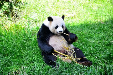 panda raksasa  beruang panda foto stok  gambar