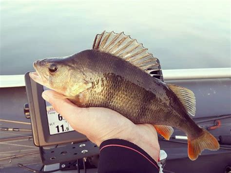 Приманка незацепляйка для ловли стайного окуня