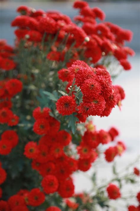 Chrysanthemum Autumn Chrysanthemum Stock Image Image Of Flowers