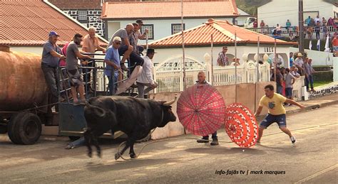 Tourada à Corda Norte Pequeno Ilha de São Jorge 21 08 2022 c