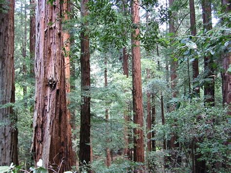 Muir Woods Redwood Forest North Of San Francisco Nice Pla Flickr