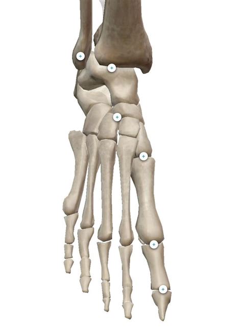 Kin K Ankle Foot Joints Diagram Quizlet