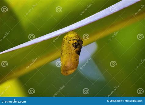 Golden Monarch Chrysalis Hanging On A Green Leaf Stock Image Image