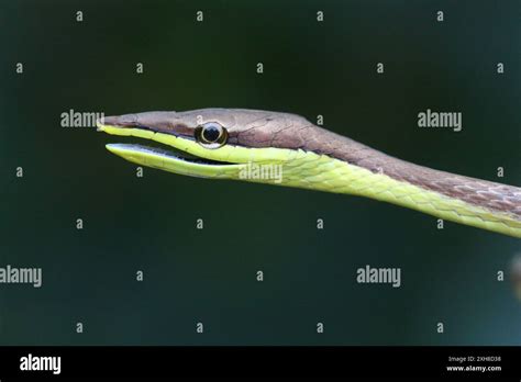 Thornscrub Vine Snake Oxybelis Microphthalmus Sayulita Stock Photo