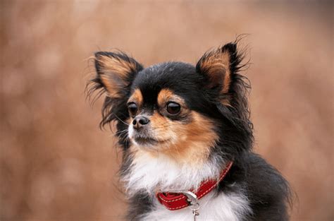 Light Brown Teacup Chihuahua