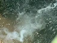 Naked Carrie Snodgress In Murphy S Law