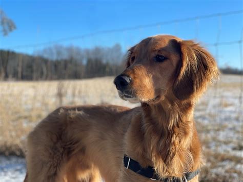 Golden Tails — Golden Retriever Rescue of Michigan
