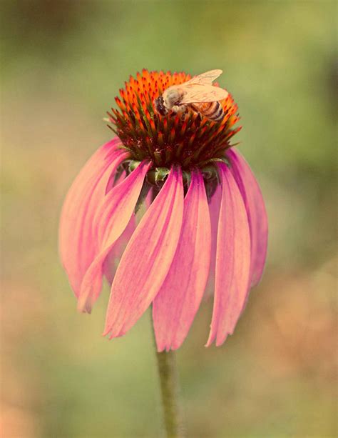 Cone Flower Photograph By K Hines Fine Art America