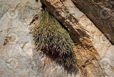 Asplenium Septentrionale Northern Spleenwort Asplenium