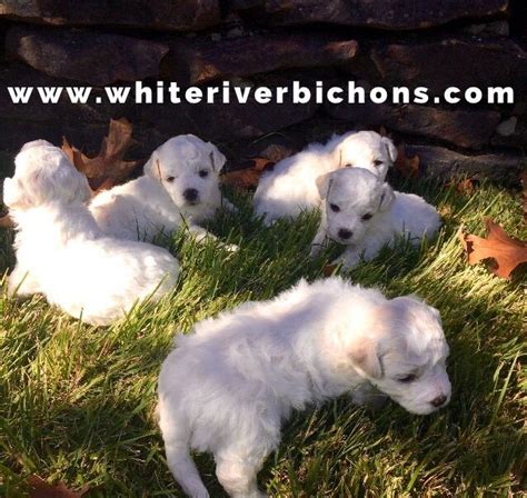 Bichon Frise Akc Puppy For Sale Whiteriverbichons Bichon