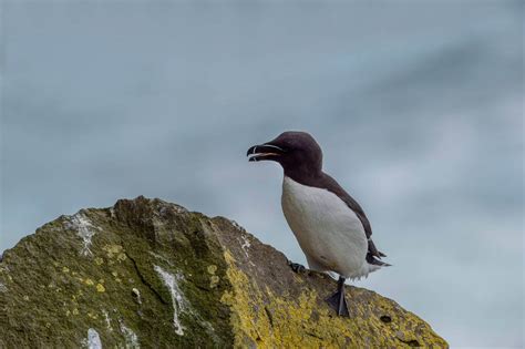 Alka (Alca torda) jellemzői és életmódja - Madaraink