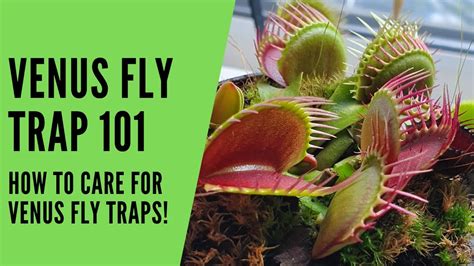 How To Care For Venus Fly Traps Youtube