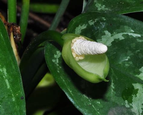 Aglaonema Marantifolium Araceae Image 191717 At PhytoImages Siu Edu