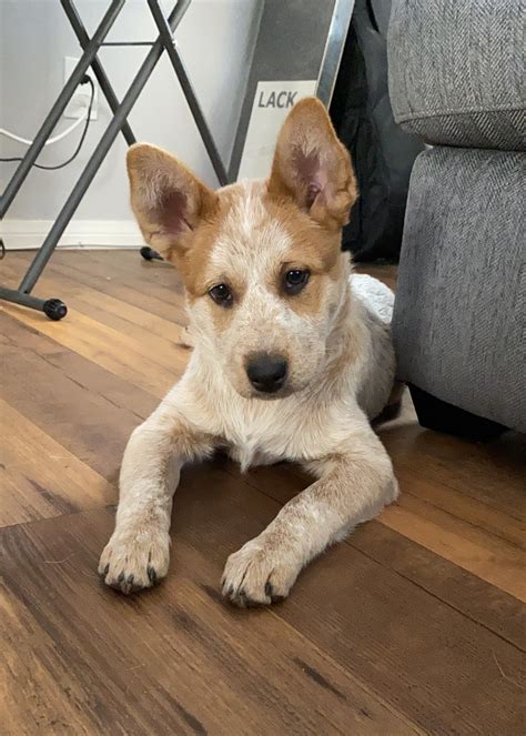 Australian Red Heeler Puppies For Sale | San Diego, CA #320377