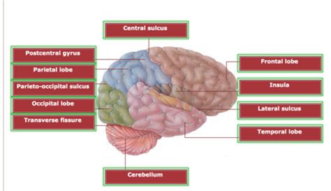 Central Nervous System Cns Flashcards Quizlet