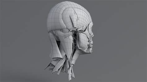 Human Head Anatomy 3D Model $99 - .fbx .ma .max .obj - Free3D
