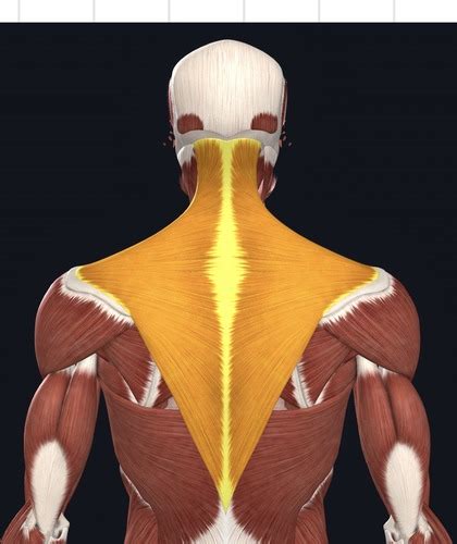 Back Muscle Identification Flashcards | Quizlet