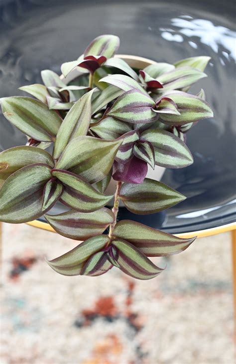 Tradescantia Zebrina Silver Plus Biodegradable Pot Etsy