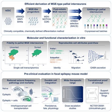 Human pallial MGE-type GABAergic interneuron cell therapy for chronic ...