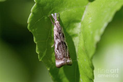 Elegant Grass Veneer Moth Photograph By Megan Mccarty Fine Art America