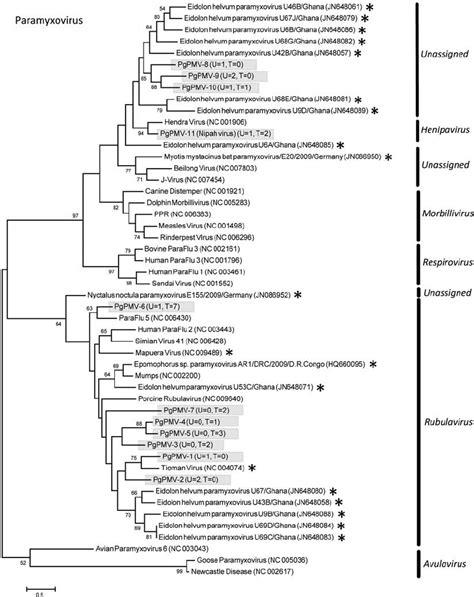 Phylogenetic Tree Ml Of Pmv Large Gene Rdrp Alignment Length 534