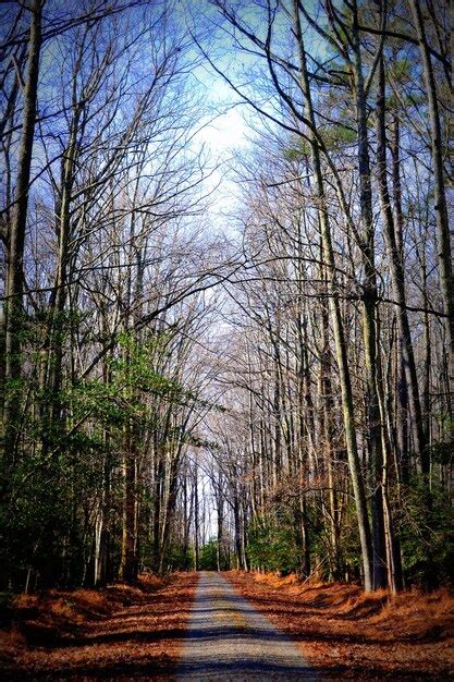 Camino En Medio De Rboles Desnudos En El Bosque Foto Premium