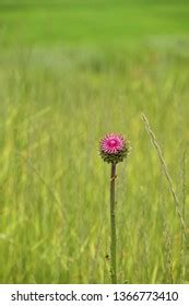 Wild Flower Fields Idaho Stock Photo 1366773410 | Shutterstock