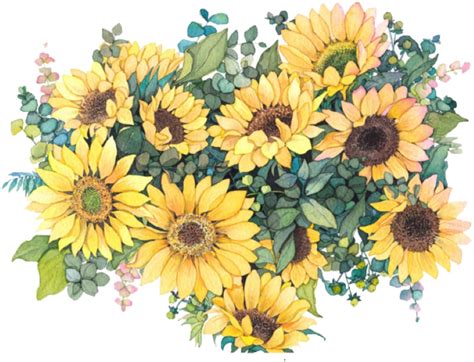 Sunflower Png Images Transparent Free Download Png Mart