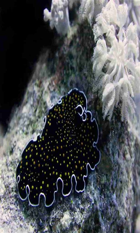 Wycieczka Do Marsa Mubarak Red Sea World Travel