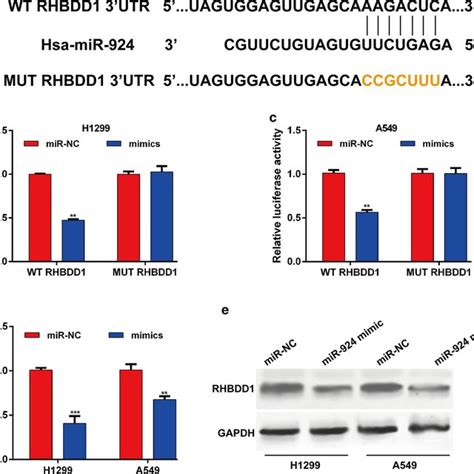 Identification Of Rhbdd As A Direct Target Gene Of Mir In Nsclc