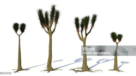 Permian Plants