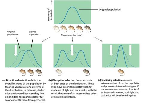 Natural Selection Ppt Download