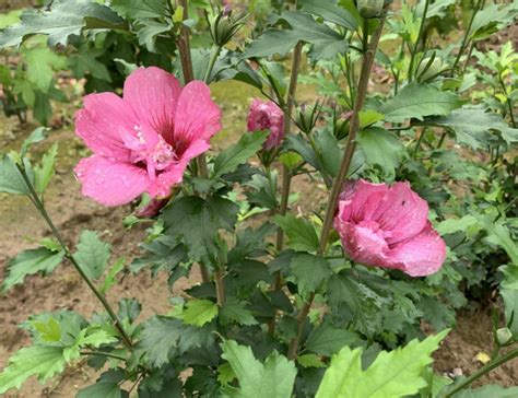 Rode Zuil Hibiscus Hibiscus Syriacus Flower Tower Ruby Gandini Van