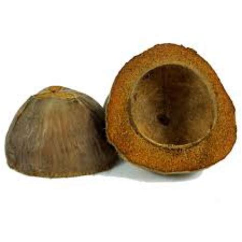 Bunot coconut husk for school bunot good quality coconut husk bunot 1pc ...