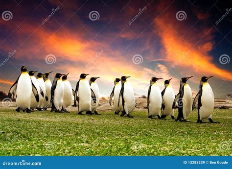 March of the Penguins stock image. Image of winter, sunset - 13283339