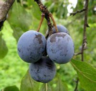 Акции в интернет - магазине саженцев Омский Садовод