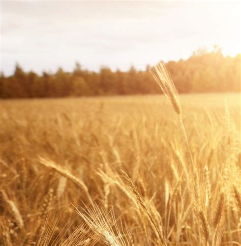 Bioplastics: bio-based, compostable or both?